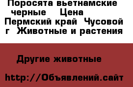 Поросята вьетнамские (черные) › Цена ­ 2 000 - Пермский край, Чусовой г. Животные и растения » Другие животные   